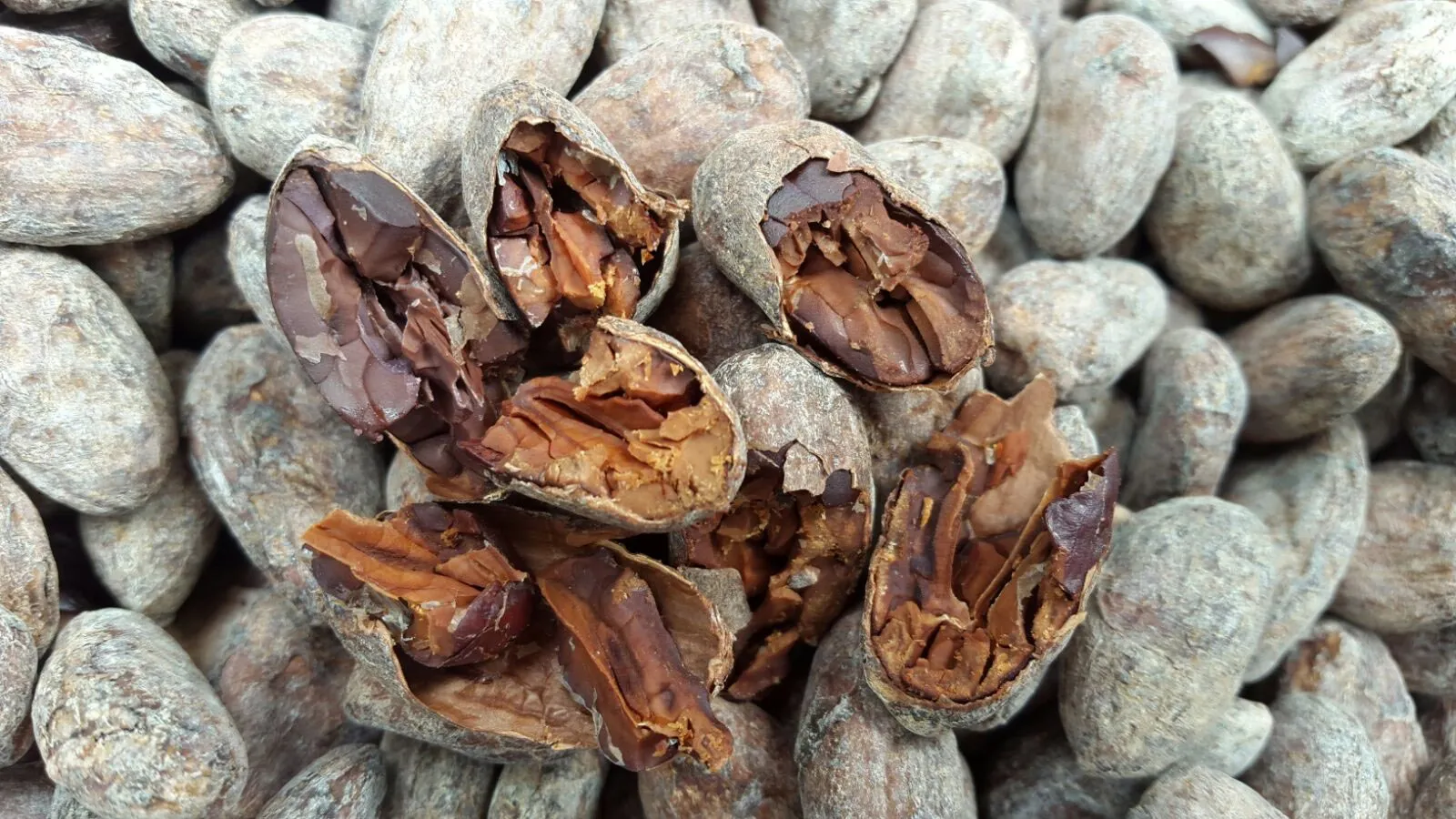 Fine Manapiare Cocoa